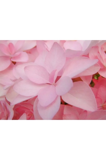 Ніжні рожеві квіти гортензії крупним планом. 